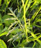 Смотреть изображение Pimpinella saxifraga
