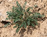 Смотреть изображение Hedysarum jaxarticum