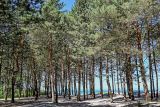 View full-size image Pinus sylvestris