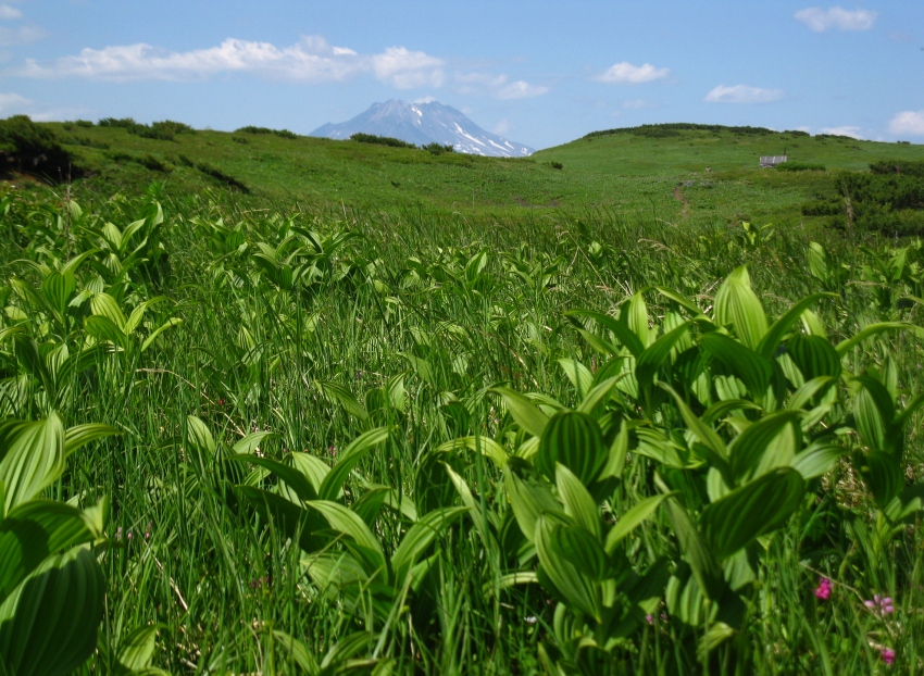 Image of Veratrum oxysepalum specimen.