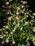 Смотреть изображение Erigeron acris