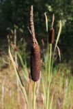 View full-size image Typha × glauca
