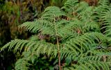 View full-size image Pteridium aquilinum