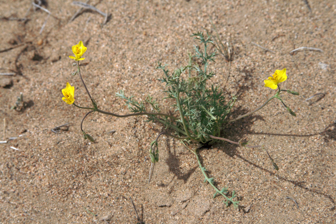 Image of Hypecoum parviflorum specimen.