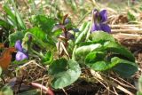 Viola × vindobonensis. Цветущее растение. Смоленская обл., Смоленский р-н, пос. Каспля. 24.04.2011.