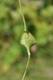 View full-size image Parnassia palustris