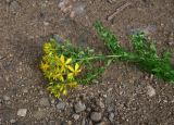 View full-size image genus Hypericum
