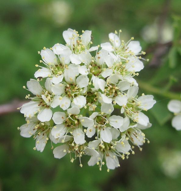 Image of Spiraea crenata specimen.