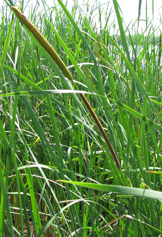 Image of Typha angustifolia specimen.