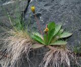 genus Taraxacum. Цветущее растение в скальном фундаменте дома. Кольский п-ов, Восточный Мурман, пос. Дальние Зеленцы. 18.06.2011.