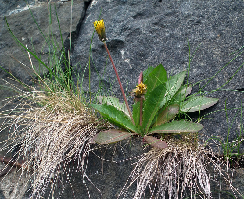 Изображение особи род Taraxacum.