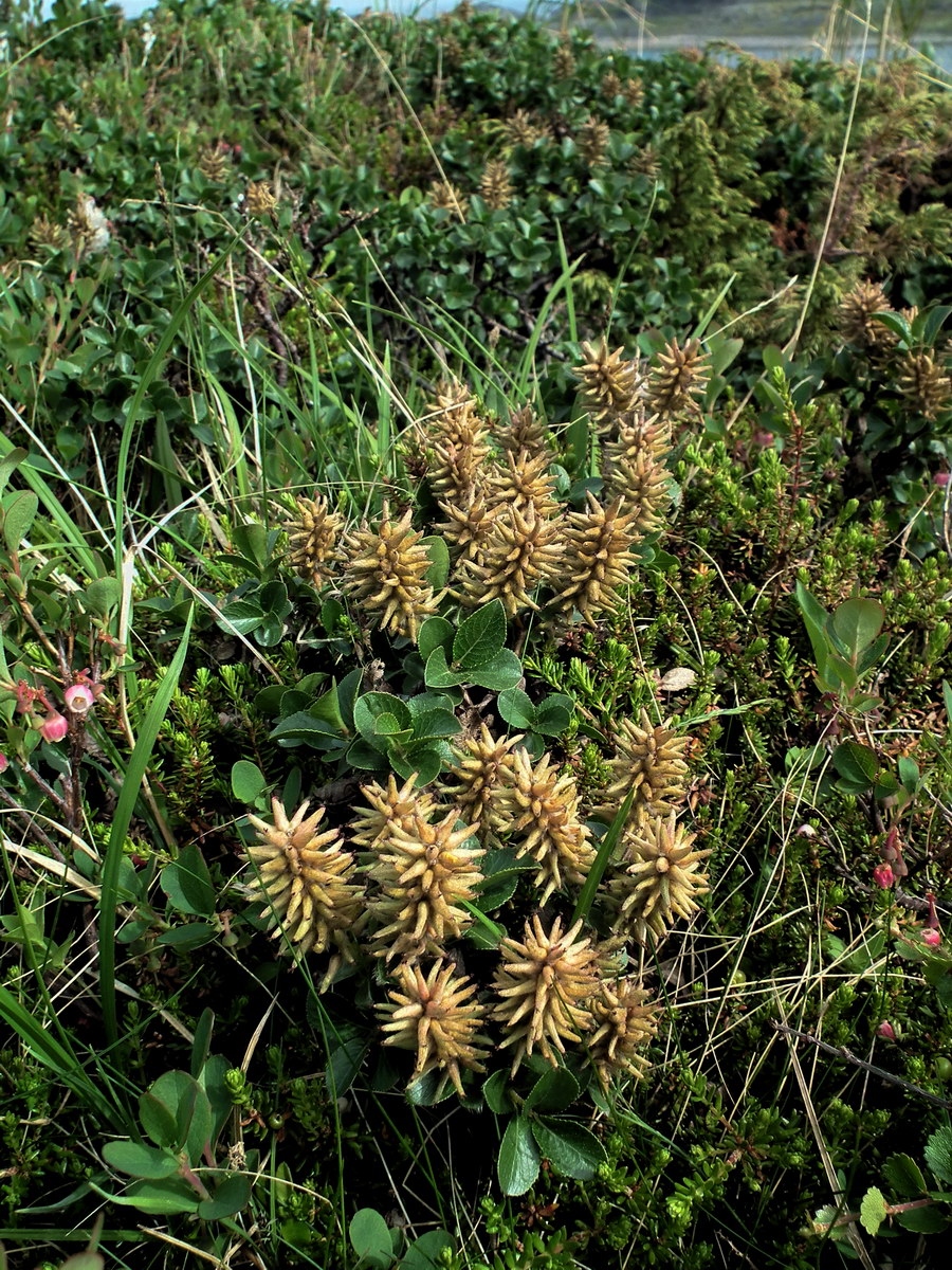 Image of Salix myrsinites specimen.