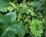 genus Alchemilla. Соцветия и листья. Кольский полуостров, Восточный Мурман, Дальние Зеленцы, высокий берег в куту бухты Оскара. 13.07.2011.