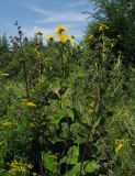 Inula helenium. Цветущее растение. Украина, Донецкая обл., Славянский р-н, окр. с. Сидорово. 16.07.2011.