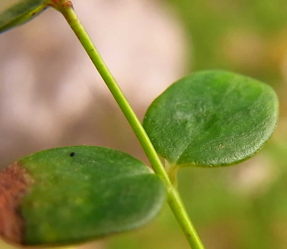 Image of Hypericum nummularium specimen.