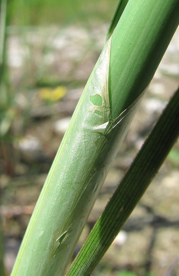 Image of Schoenoplectus lacustris specimen.