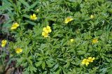 Potentilla erecta. Цветущие растения. Московская обл., Раменский р-н, Хрипань, дачный участок. 27.05.2008.