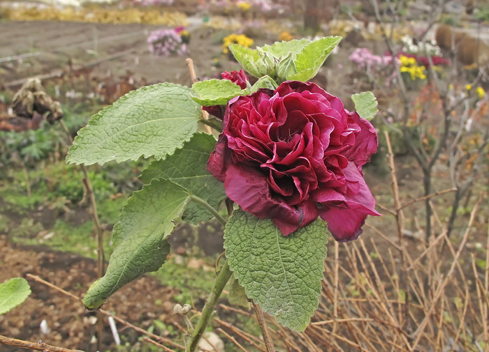 Image of Alcea rosea specimen.