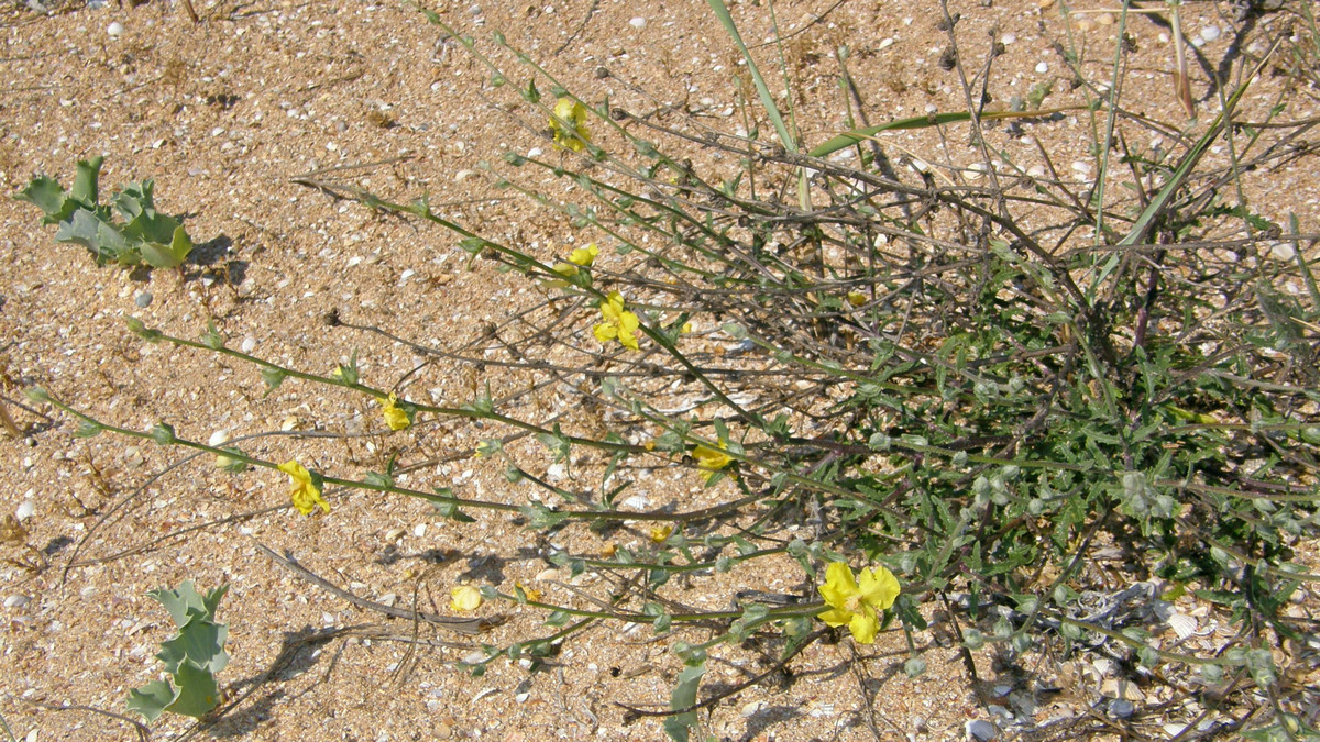 Image of Verbascum pinnatifidum specimen.