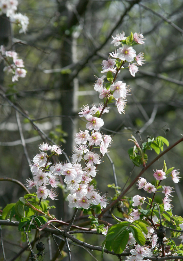 Изображение особи род Prunus.