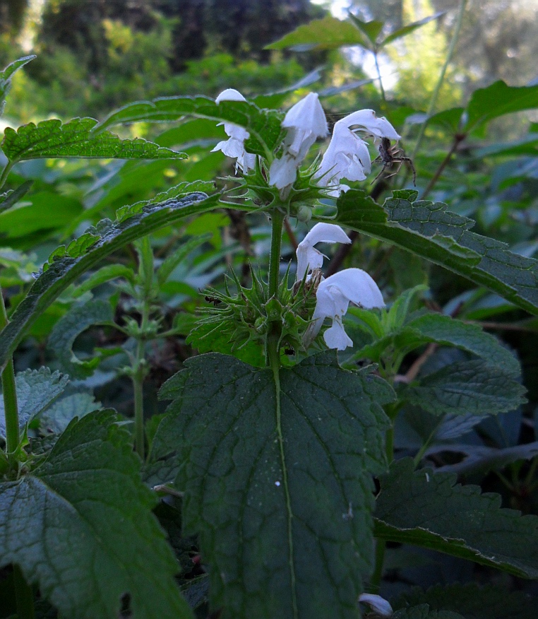 Image of Lamium album specimen.