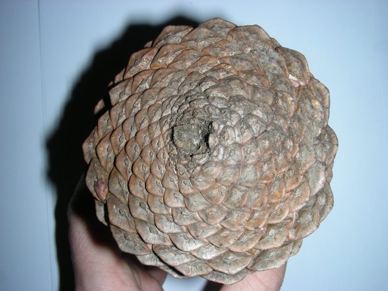 Image of Pinus pinaster specimen.