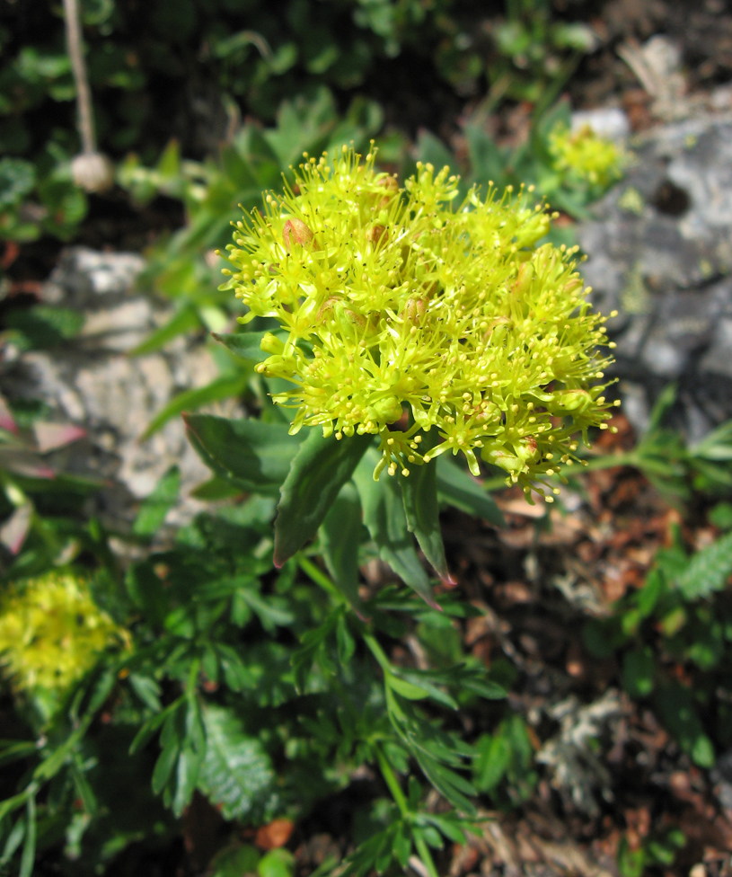 Image of Rhodiola rosea specimen.