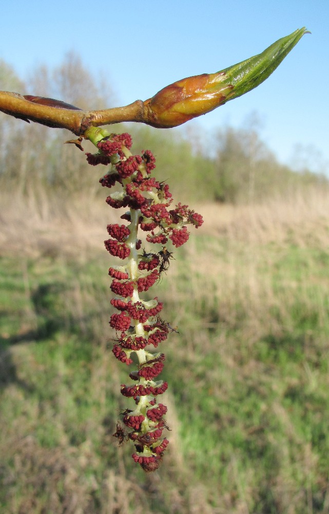 Image of Populus &times; sibirica specimen.