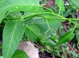 Solanum kitagawae
