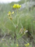 Medicago cancellata