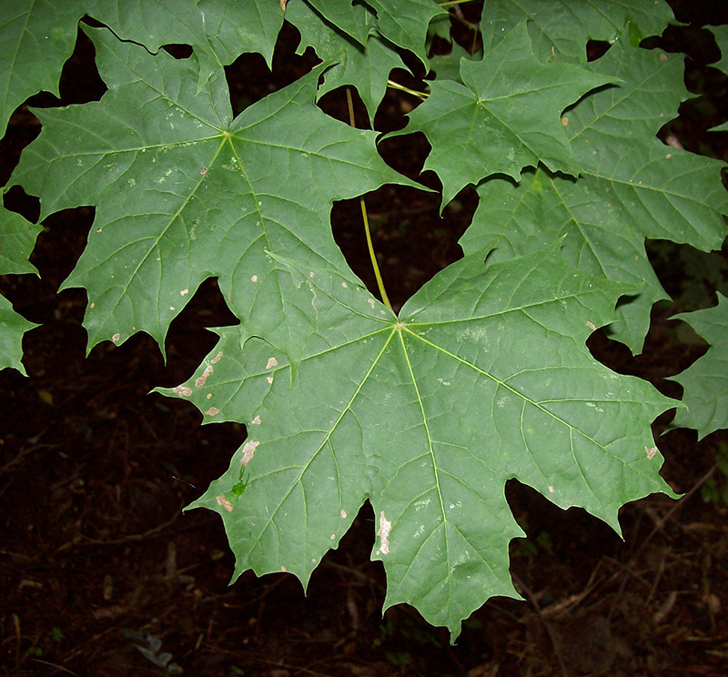 Image of Acer platanoides specimen.