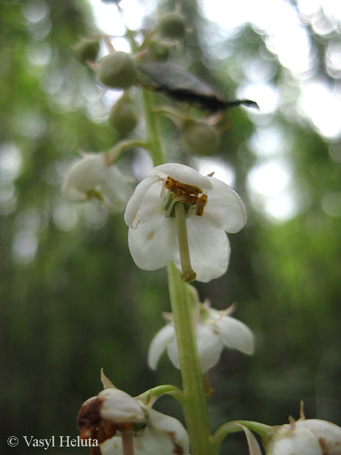 Изображение особи Pyrola rotundifolia.