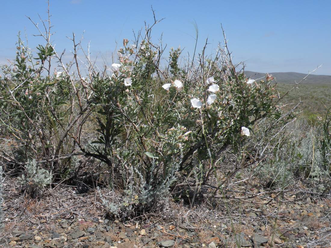 Image of Convolvulus fruticosus specimen.