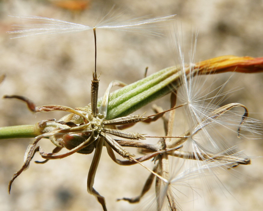 Изображение особи Chondrilla juncea.