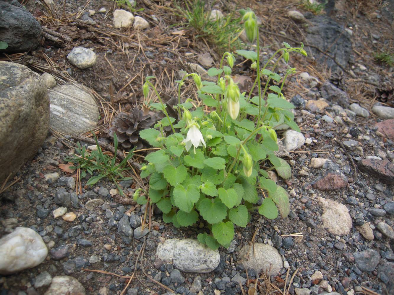 Image of Campanula pendula specimen.