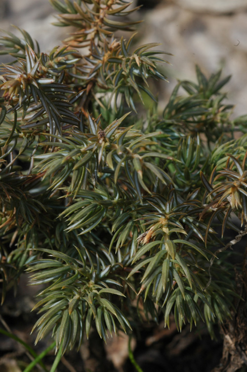 Изображение особи Juniperus sibirica.