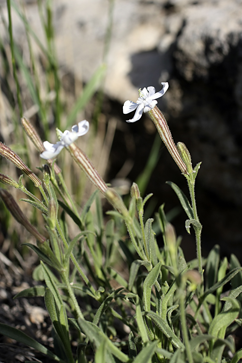 Image of Silene guntensis specimen.