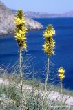 Asphodeline lutea