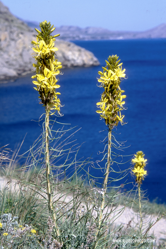 Изображение особи Asphodeline lutea.