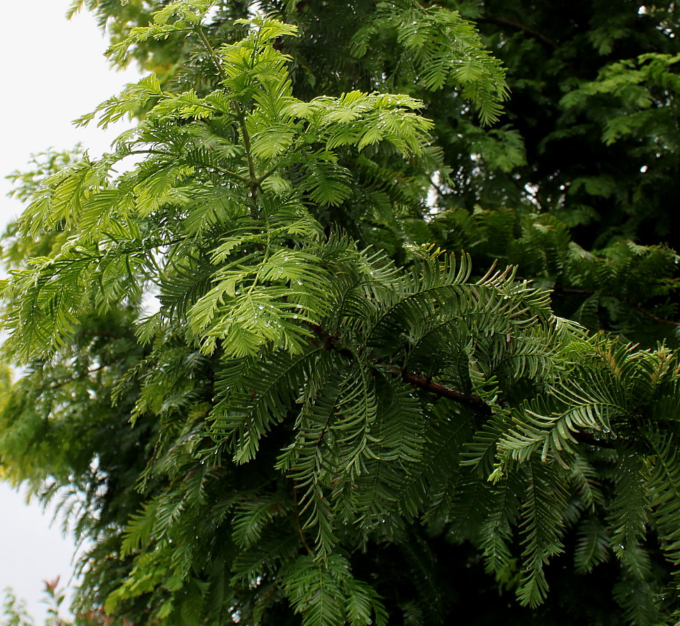 Image of Metasequoia glyptostroboides specimen.