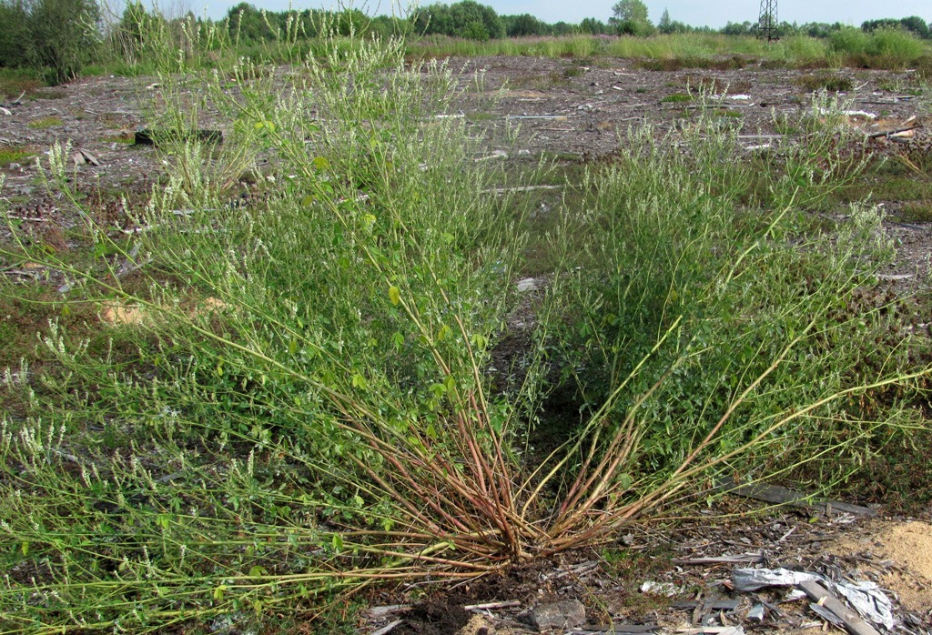 Изображение особи Melilotus albus.