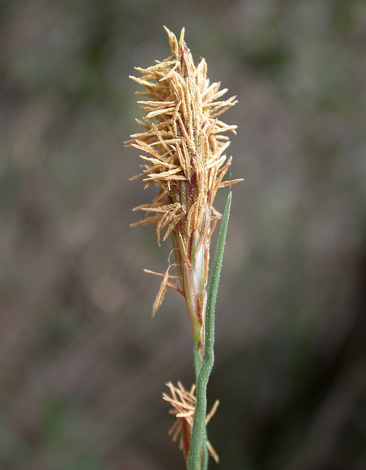 Изображение особи Carex flacca.