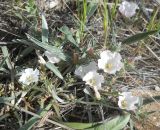 Convolvulus lineatus