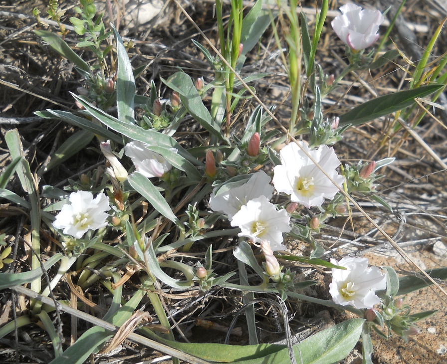 Image of Convolvulus lineatus specimen.