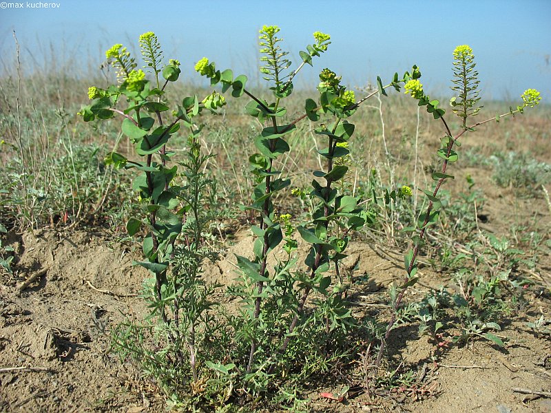 Image of Lepidium perfoliatum specimen.