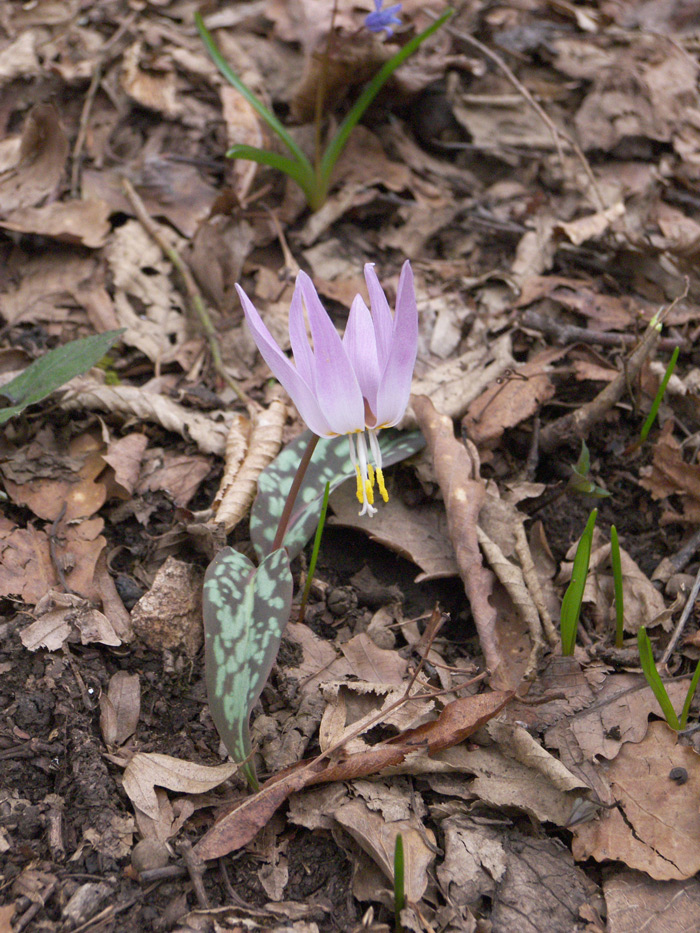 Изображение особи Erythronium caucasicum.