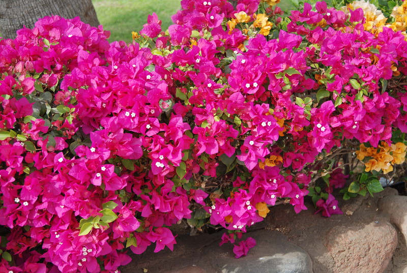 Image of Bougainvillea glabra specimen.