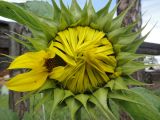 Helianthus annuus. Раскрывающееся соцветие. Республика Бурятия, Баунтовский эвенкийский район, пос. Северный, в культуре. 09.08.2012.