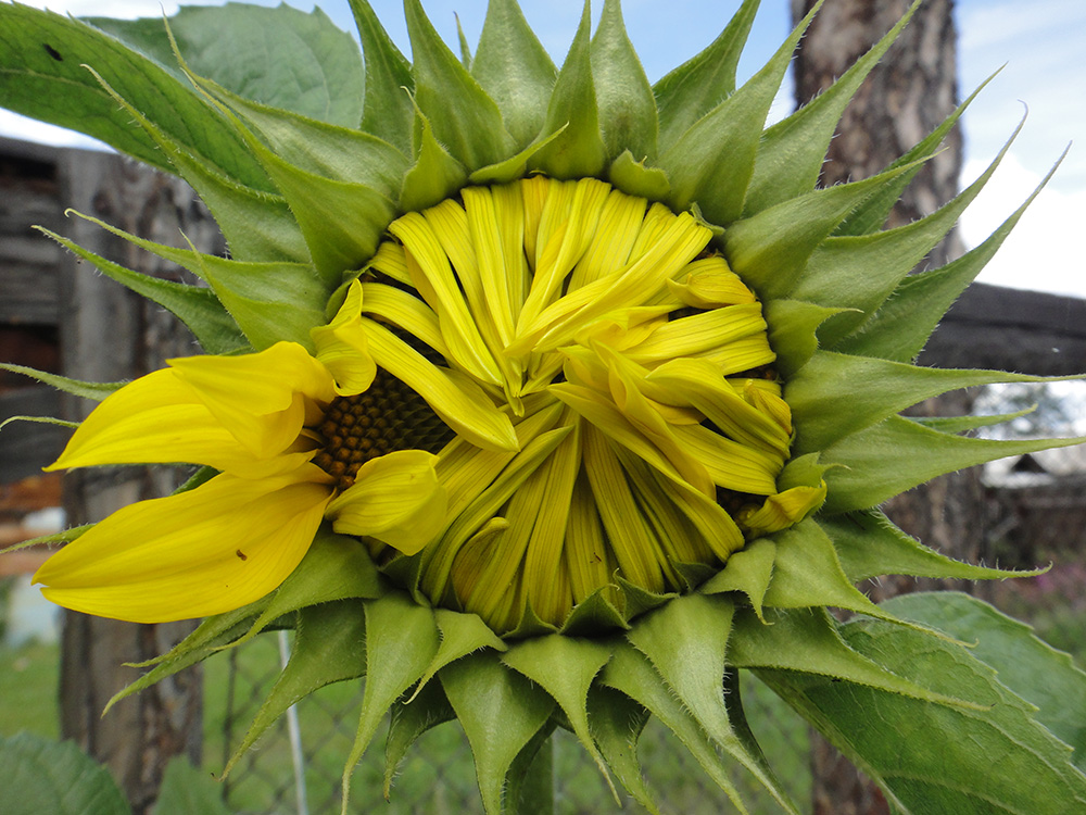 Image of Helianthus annuus specimen.