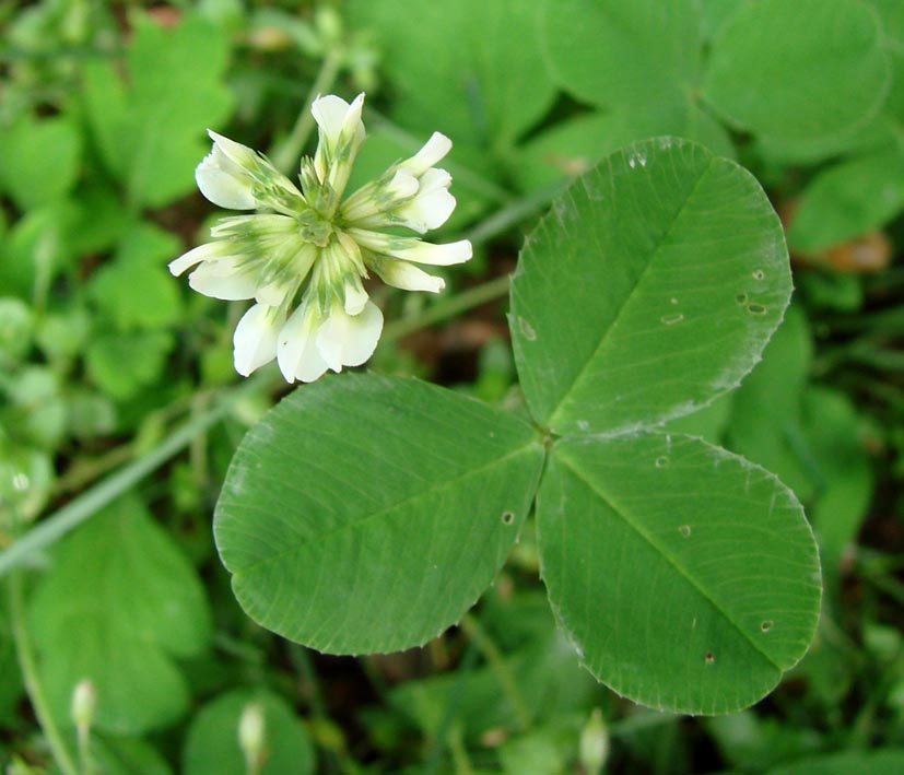 Image of Trifolium repens specimen.